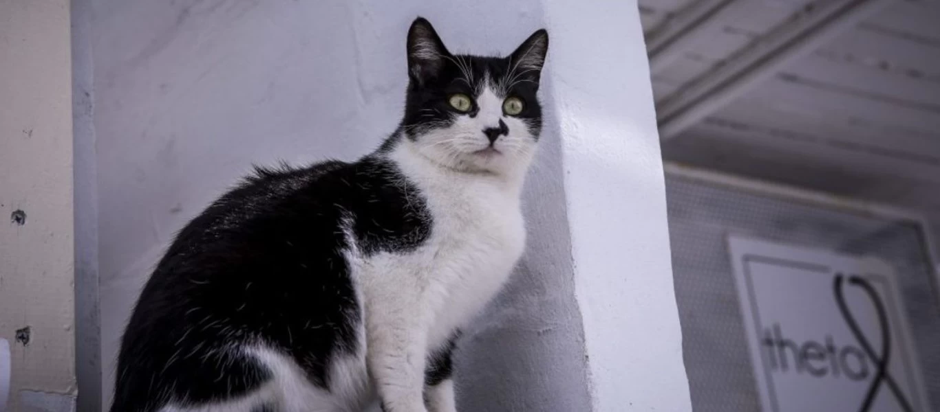 Εύβοια: Άνδρας σκότωσε γάτα και την πέταξε στα σκουπίδια